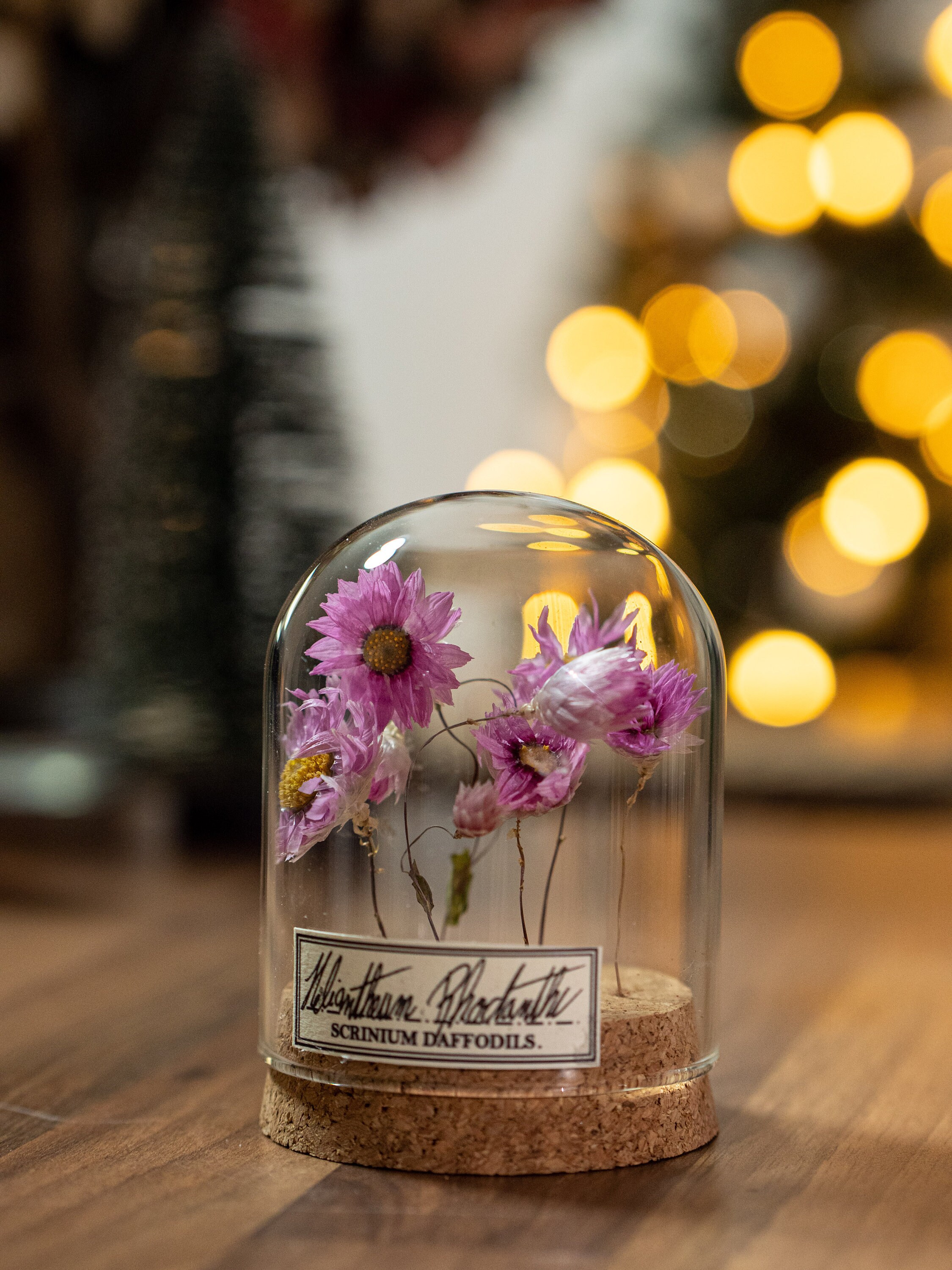 Fleur Sous Dome en Verre, Décoration Pour Cabinet de Curiosité Végétal ou Cadeau Une Couturière, San