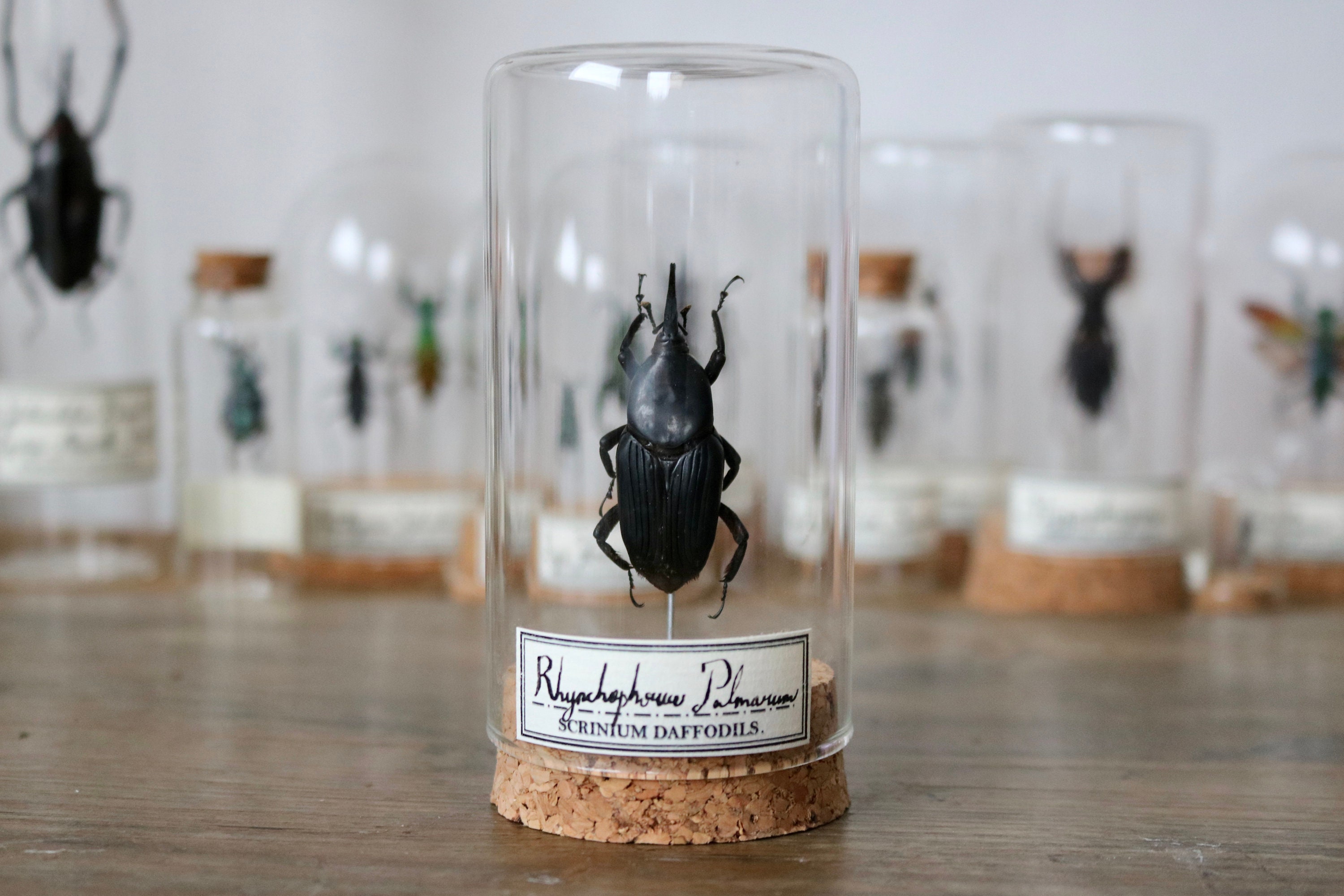 Coléoptère Naturalisé Sous Dôme de Verre, Décoration Pour Cabinet Curiosité Collection d'insecte et 