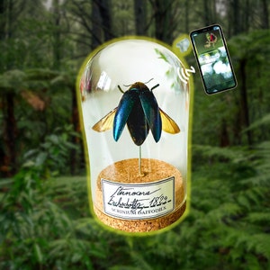 Insecte sous verre lucane Metallifer Finae cabinet de curiosité entomologie 