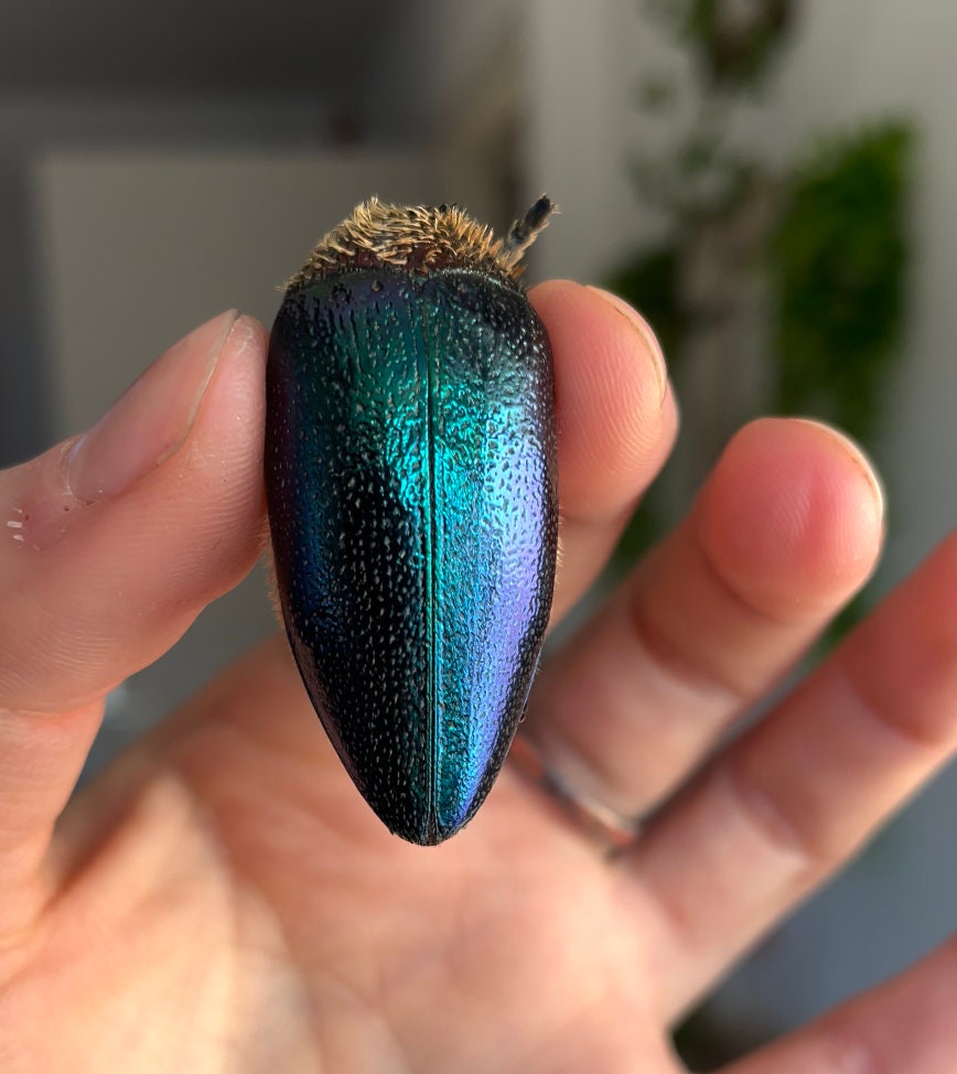 Coléoptère Insecte, Cabinet de Curiosité, Décoration Naturalisée Mort Naturelle, Pour Amoureux La Na