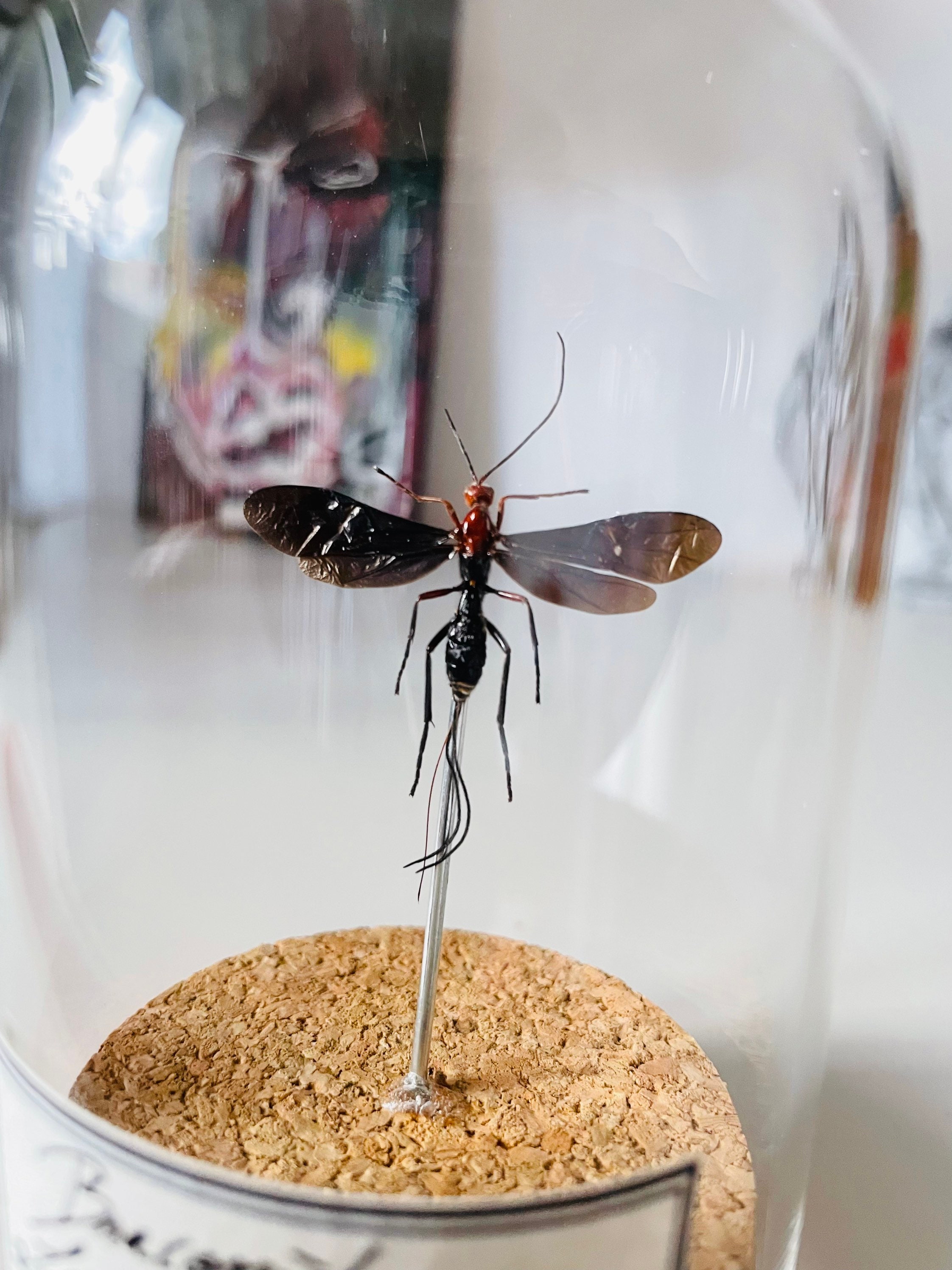 Vrai Insecte Sous Dome en Verre avec Base Liège, Cadeau Parfait Pour Les Amoureux de La Nature, Deco