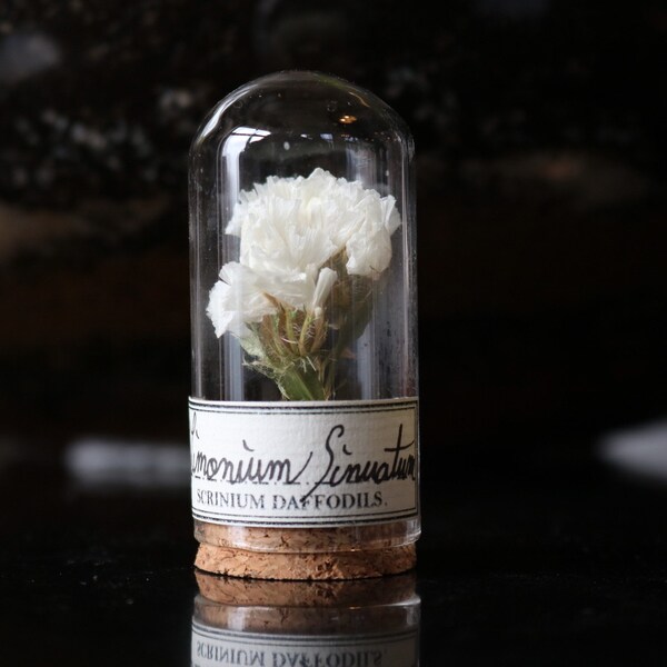 Fiore sotto cupola di vetro, Decorazione per armadio di curiosità vegetale o regalo per una sarta, Limonium Sinuatum