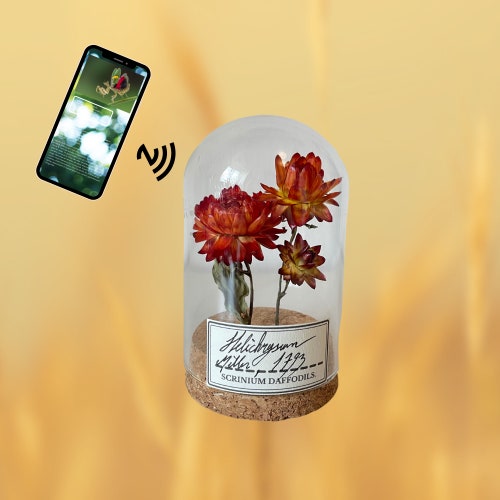 Real Flower Under Glass Dome Decoration for Plant Curiosity Etsy