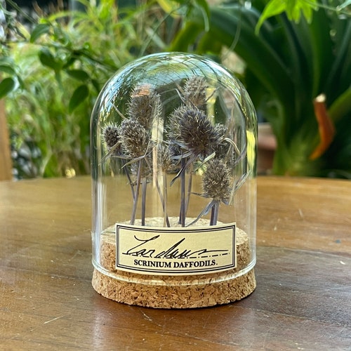 Real Flower Under Glass Dome Decoration for Plant Curiosity Etsy