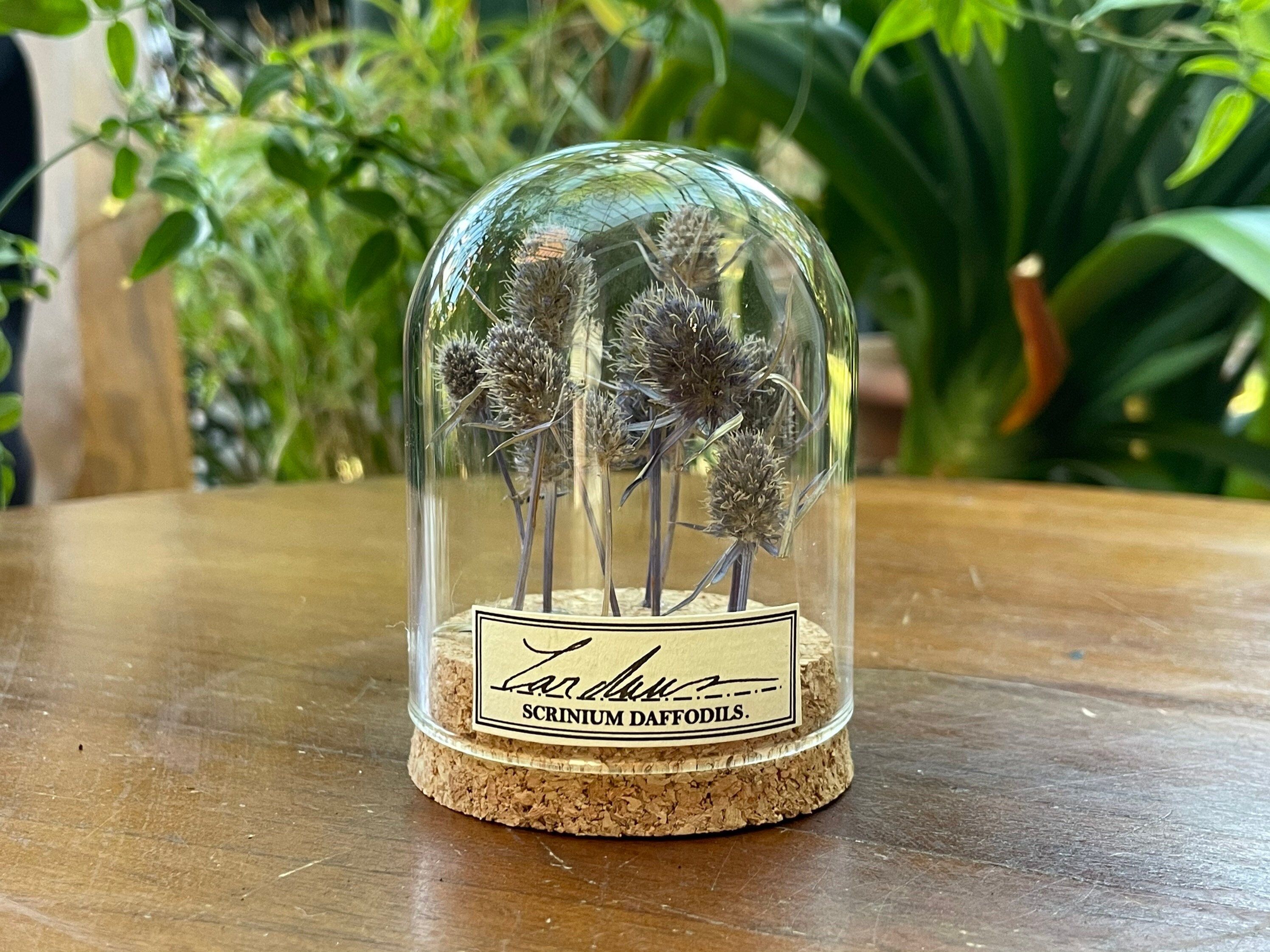 Fleur Sous Dome en Verre, Décoration Pour Cabinet de Curiosité Végétal ou Cadeau Une Couturière, Cha