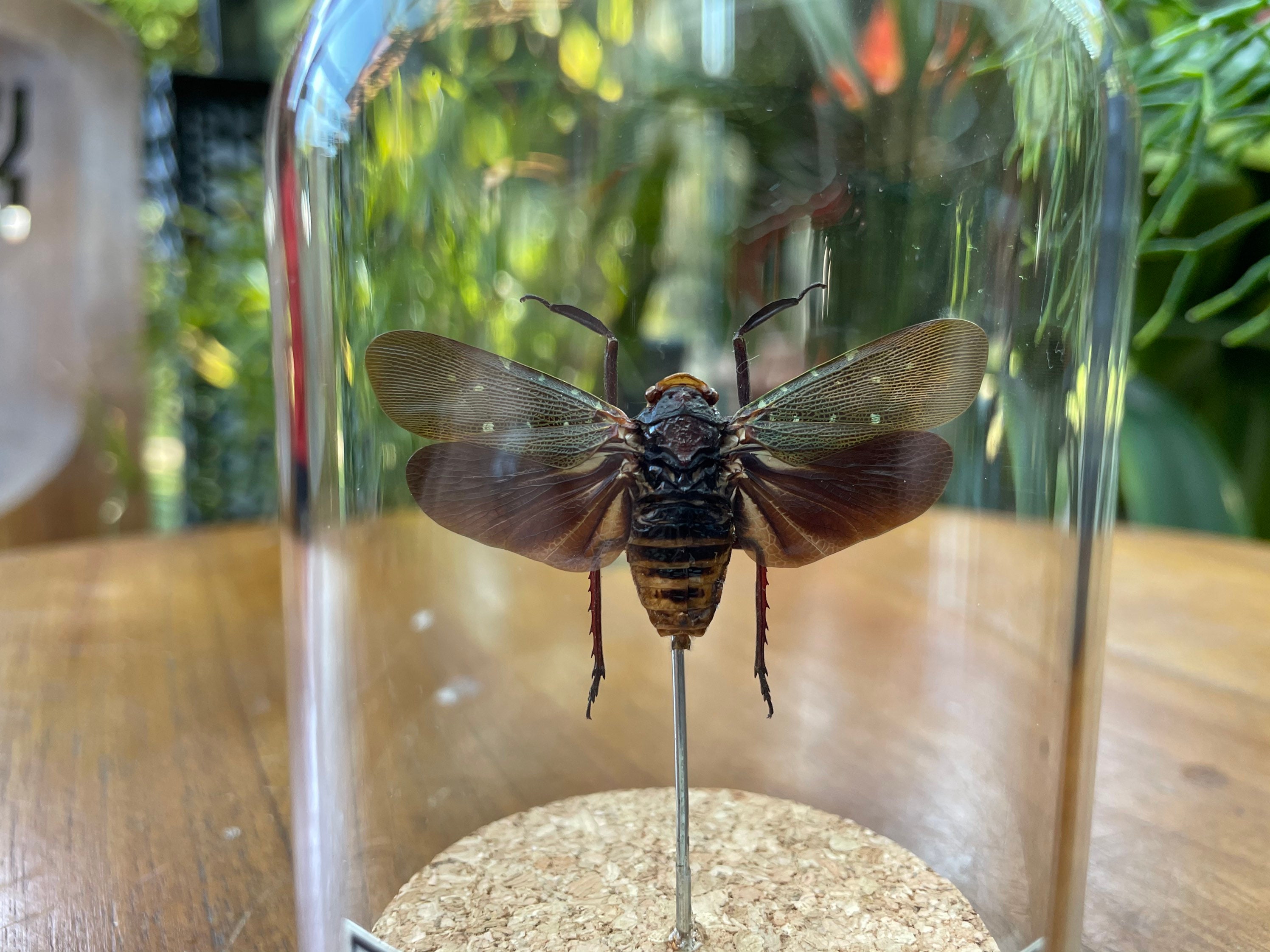 decoration for oddities cabinet and entomology fan insect under glass