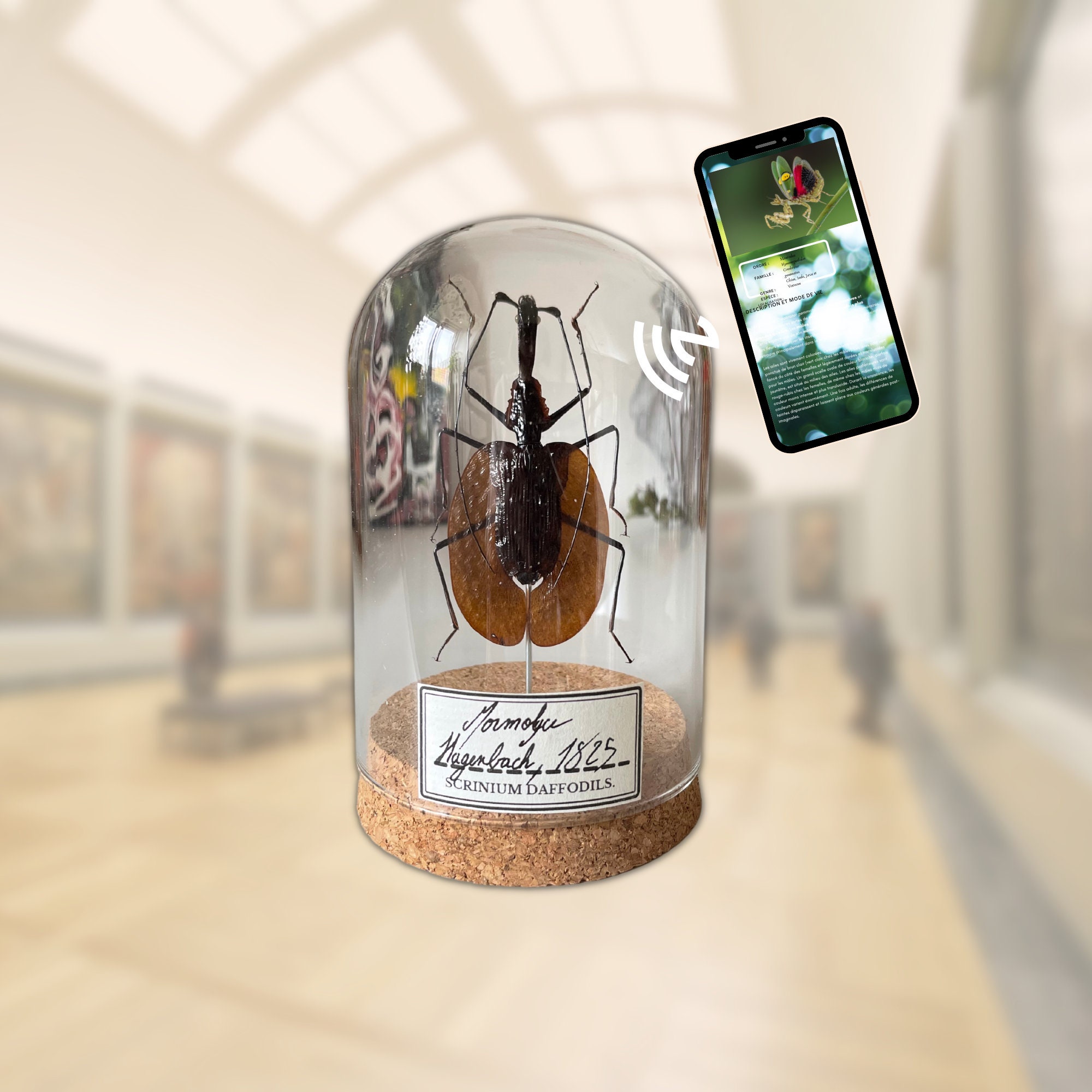 Real Scarab Violin Under Glass Dome For Cabinet Of Curiosities Etsy