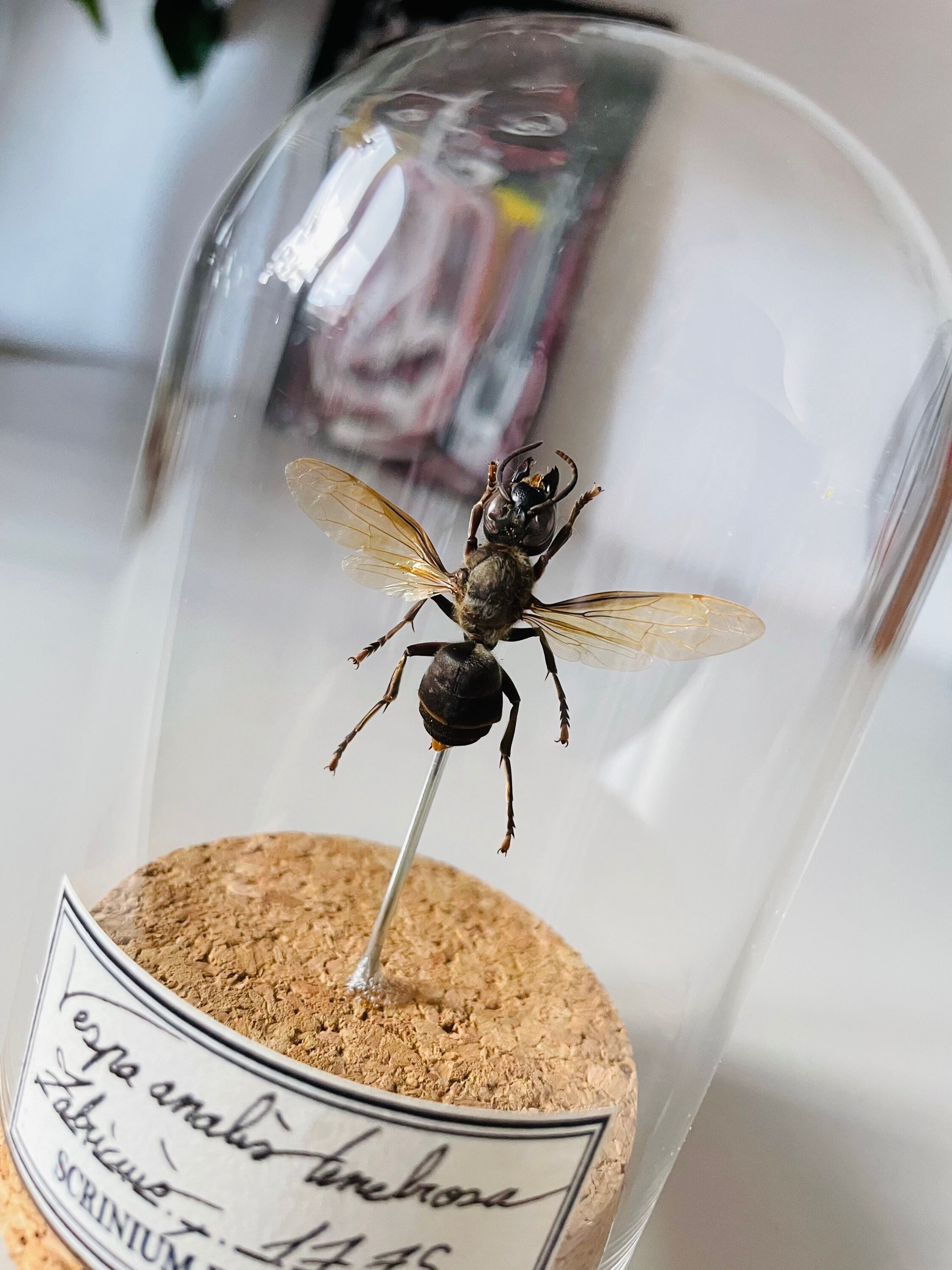 Vrai Guêpe Sous Dome en Verre avec Base Liège, Cadeau Parfait Pour Les Amoureux de La Nature, Decora