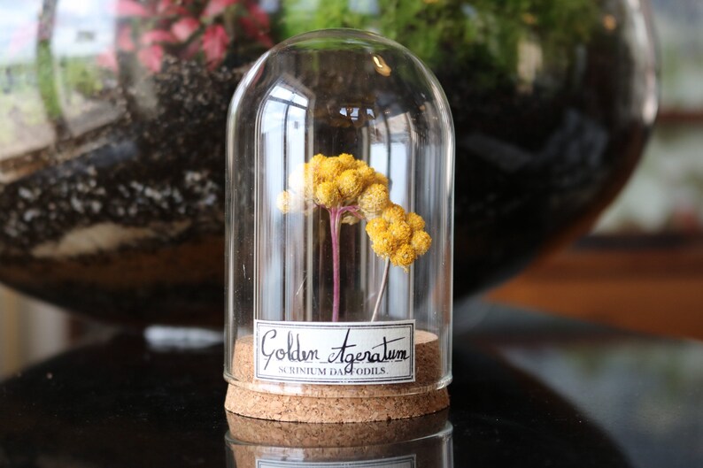 Flower under glass dome Decoration for plant curiosity Etsy