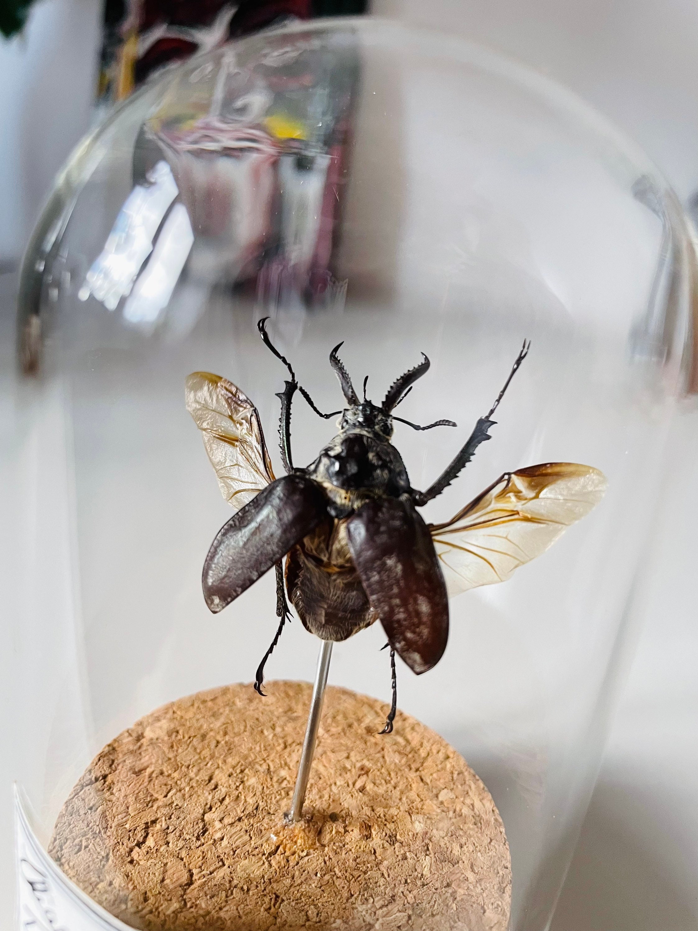 Coléoptère Insecte, Cabinet de Curiosité, Décoration Naturalisée Mort Naturelle, Pour Amoureux La Na