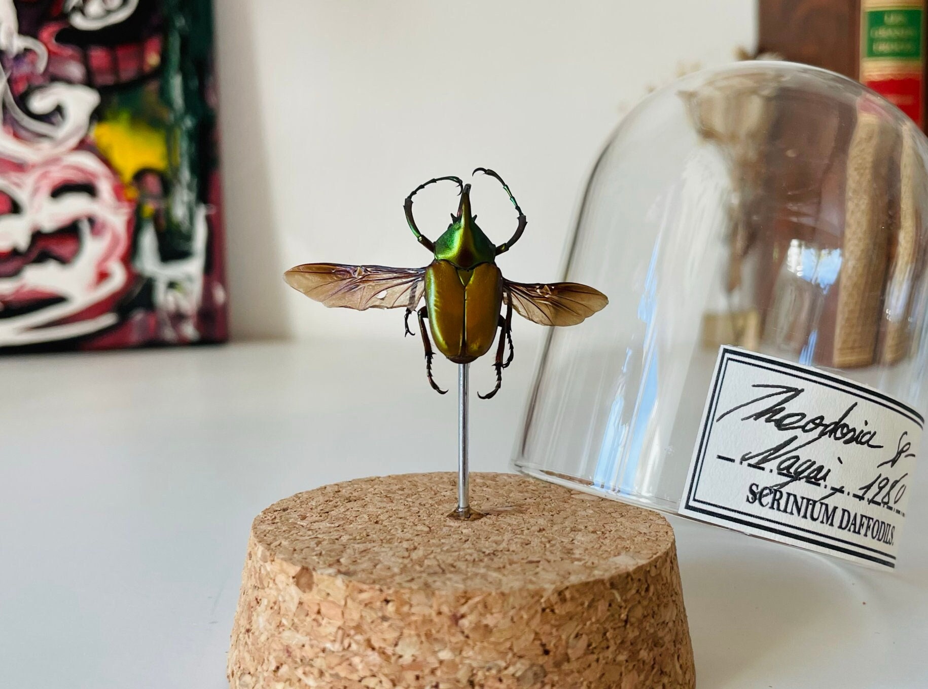 Coléoptère Naturalisé Sous Dôme de Verre, Décoration Pour Cabinet Curiosité Collection d'insecte et 