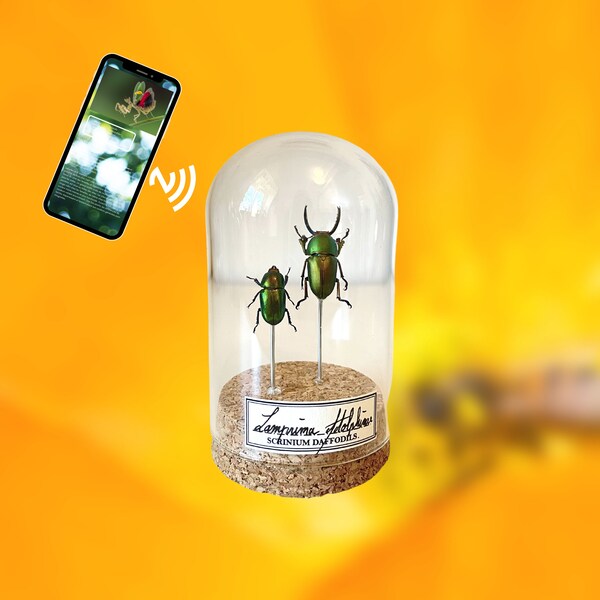 Scarabeo naturalizzato sotto cupola di vetro, Decorazione per curiosità armadio per la raccolta di insetti ed entomologia