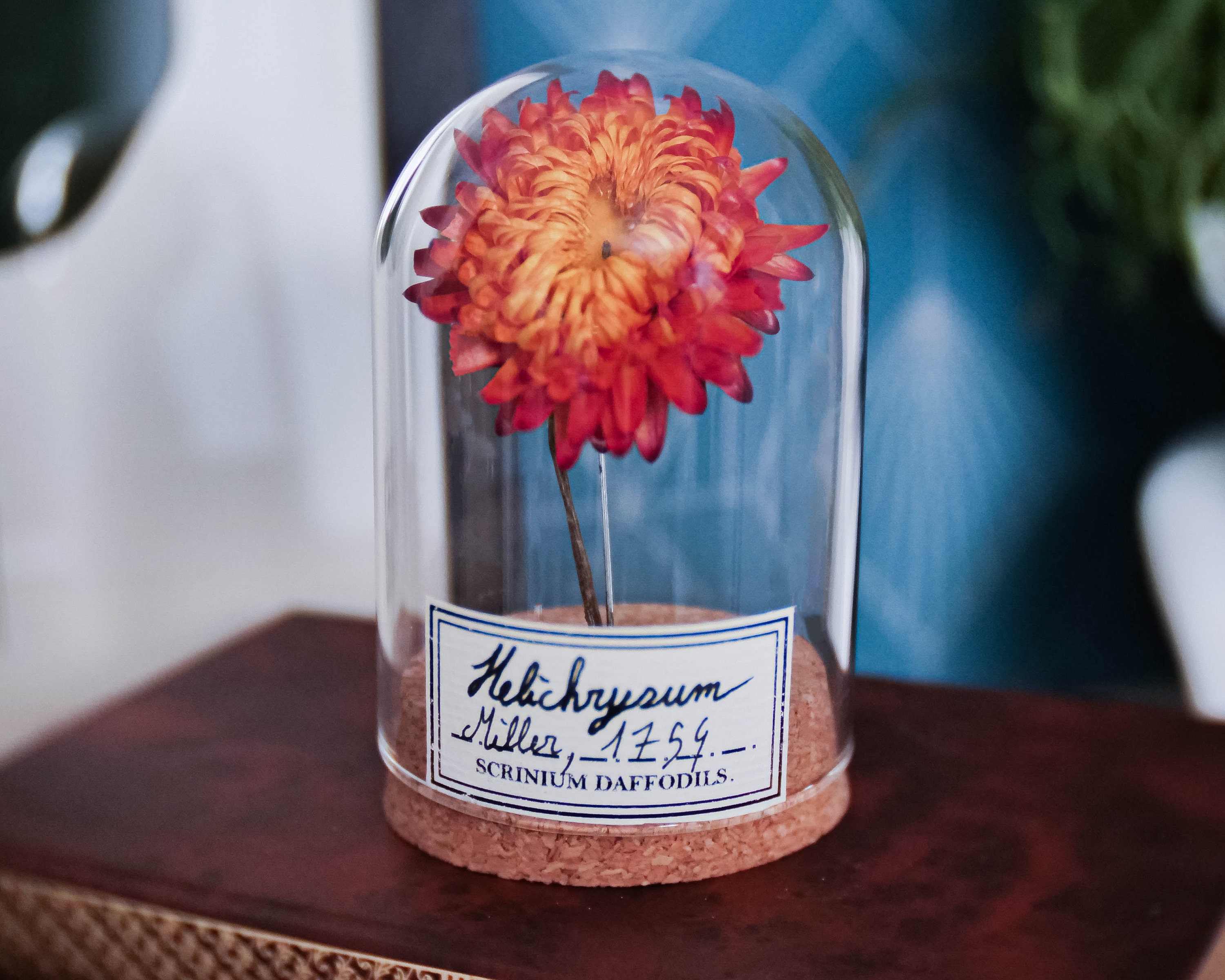 Fleur Sous Dome en Verre, Décoration Pour Cabinet de Curiosité Végétal ou Cadeau Une Couturière, Hel
