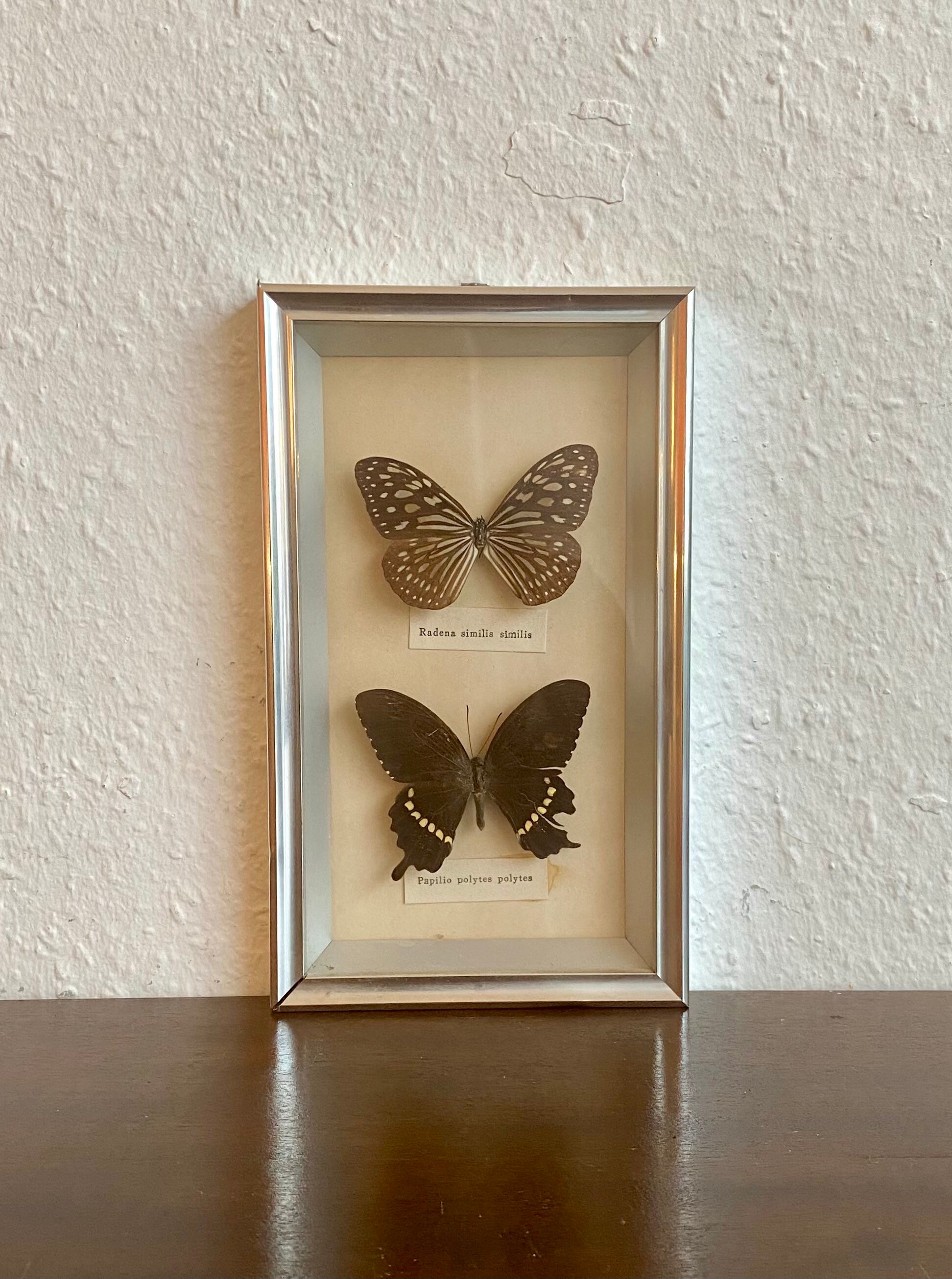 Cadres Photo avec de Vrais Papillons.