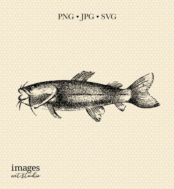 Vintage Catfish Illustration