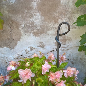 Könnte beinhalten: Ein Metall-Pflanzenstab mit einem gedrehten Design, der eine pink blühende Pflanze an einer strukturierten Wand stützt.