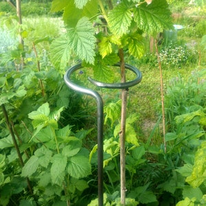 Könnte beinhalten: Ein Pflanzenstütze aus Metall mit einem runden Ring, um einem jungen Baum zu helfen, gerade zu wachsen. Die Stütze ist schwarz und befindet sich in einem Garten mit grünen Pflanzen.
