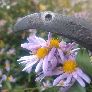 Può includere: Primo piano di un gruppo di fiori lilla chiaro con centri gialli. I fiori sono parzialmente oscurati da un oggetto metallico curvo.