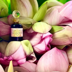 Pink Lotus Absolute Oil  Hexane Free Nelumba nucifera Sacred Lotus Natural Perfume Indian Lotus Meditation Floral Flower Enfleurage