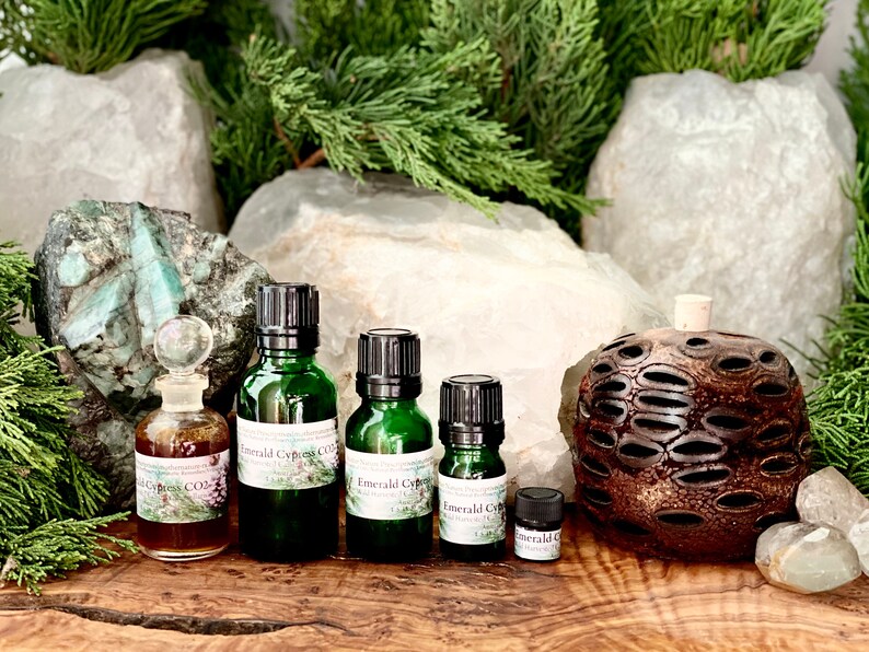 Emerald Cypress CO2 Callitris columellaris Supports Respiratory Skin Conditions Meditation Fresh Mint Pine Scent Murray River Cypress Pine image 2