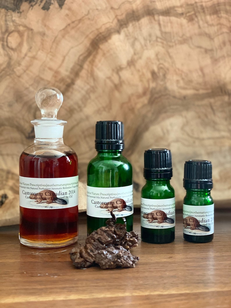 Castoreum 2014 Sample|canadian Aged Castoreum|castor Canadensis|beaver ...