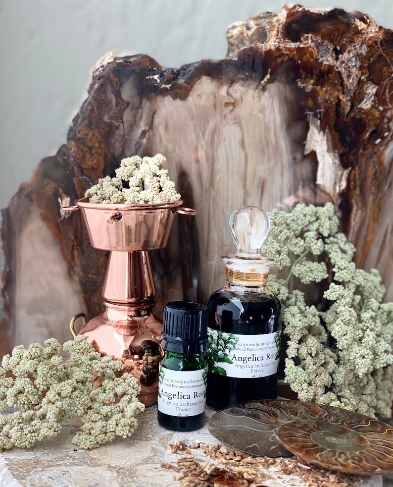 May include: An arrangement featuring two glass bottles of Angelica Root essential oil, a copper vessel with dried flowers, and a fossil. The bottles have labels with the text "Angelica Root" and "France". The background includes a large piece of petrified wood.