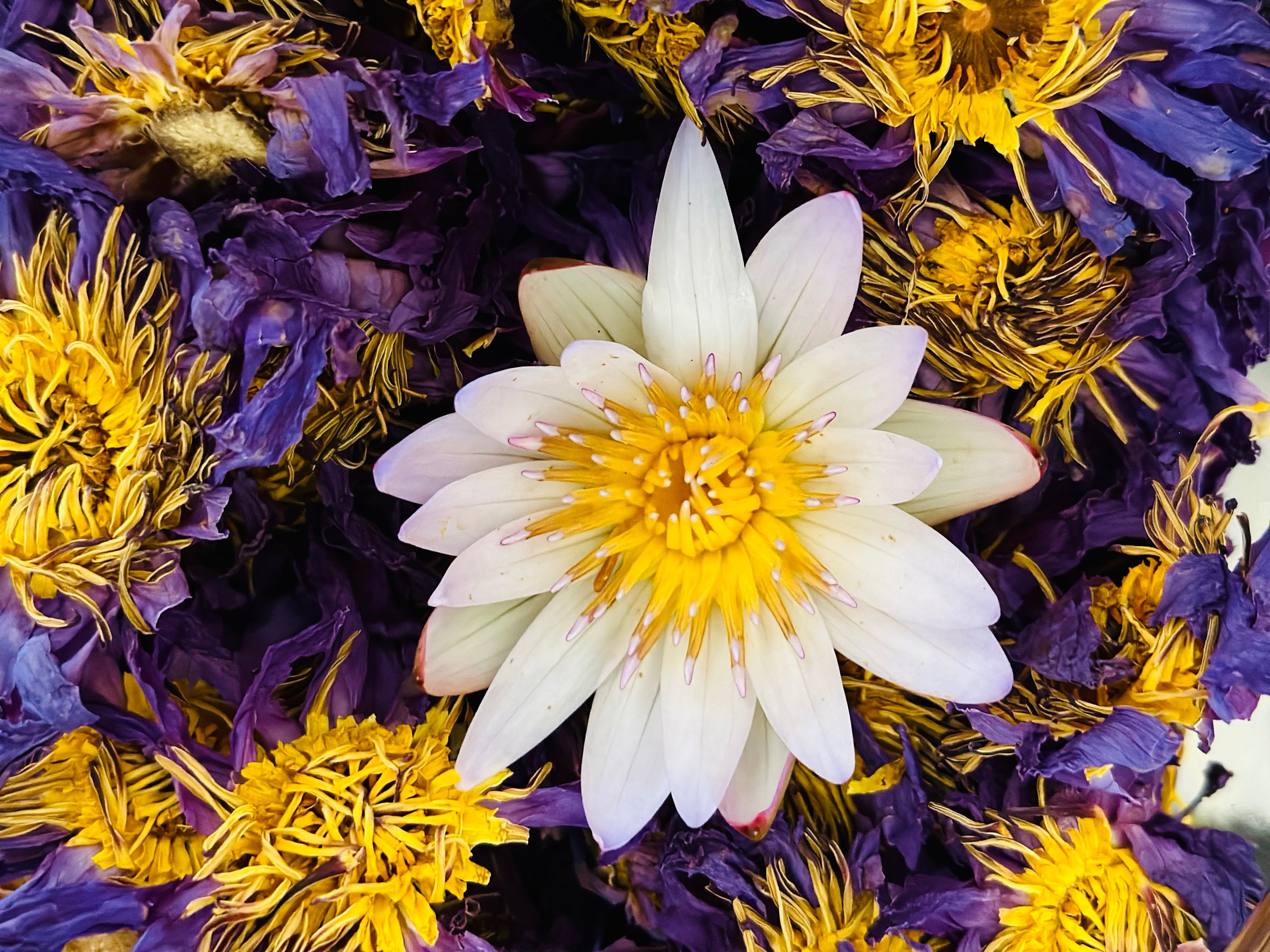 ブルーロータスの花を丸ごと乾燥させたオーガニックブルーロータス