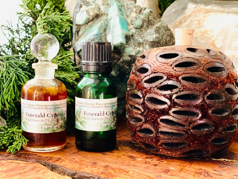 Emerald Cypress CO2 Callitris columellaris Supports Respiratory Skin Conditions Meditation Fresh Mint Pine Scent Murray River Cypress Pine 15 Milliliters