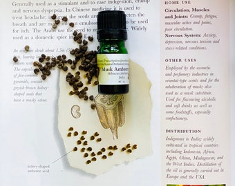 Musk Ambrette Seed CO2 Oil  Hibiscus abelmoschus India  Animal Musk Substitute Musk Mallow  Rose Mallow Vegan  Musk Perfume Incense