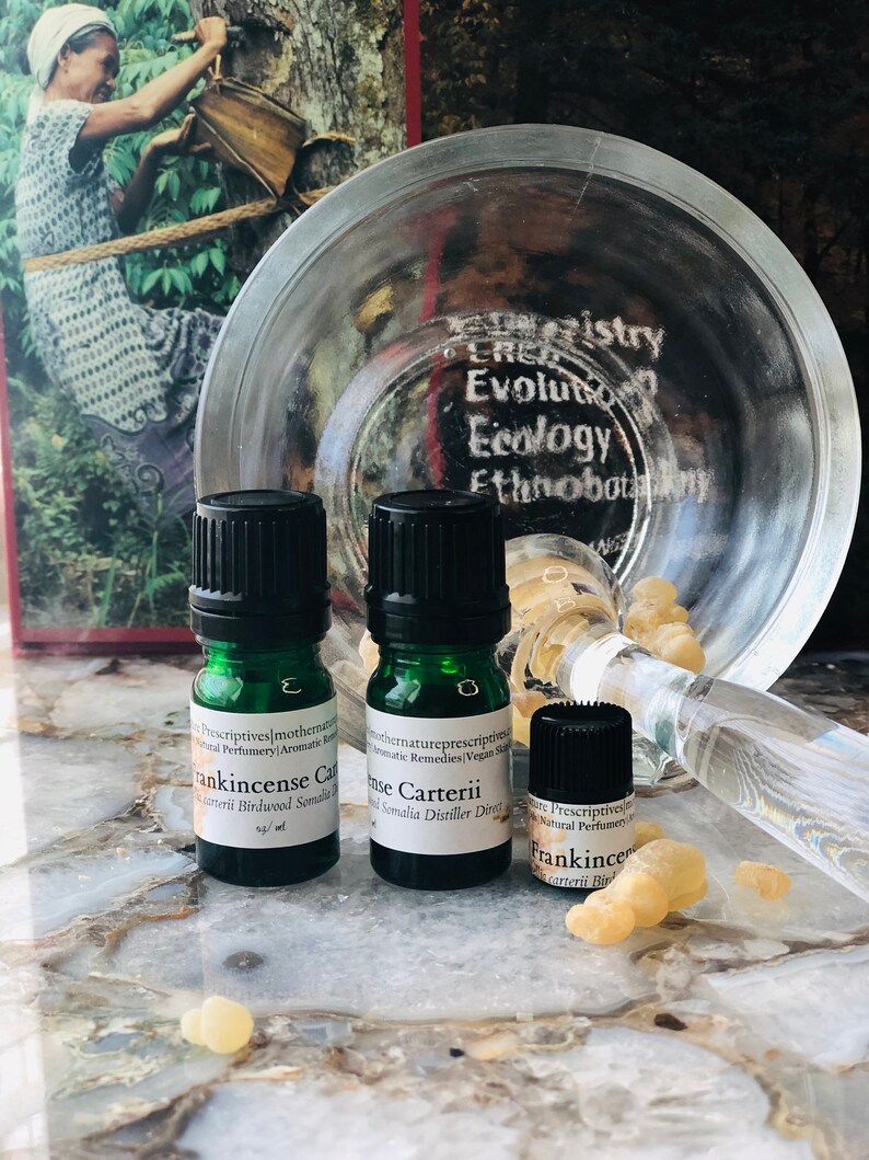 Frankincense Carterii Essential Oil Distiller Direct Boswellia carterii Immune Support Fresh Pine Burseraceae Incense Balsamic Spiritual 5 Milliliters