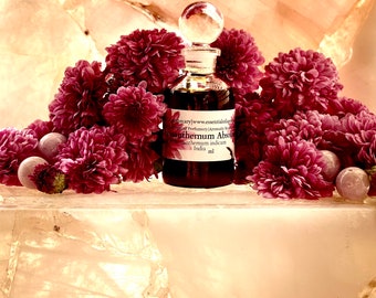 Chrysanthemum Absolute Chrysanthemum Indica India Ye Ju Hua Chrysanthemum Absolute Chrysanthemum Indica India Ye Ju Hua