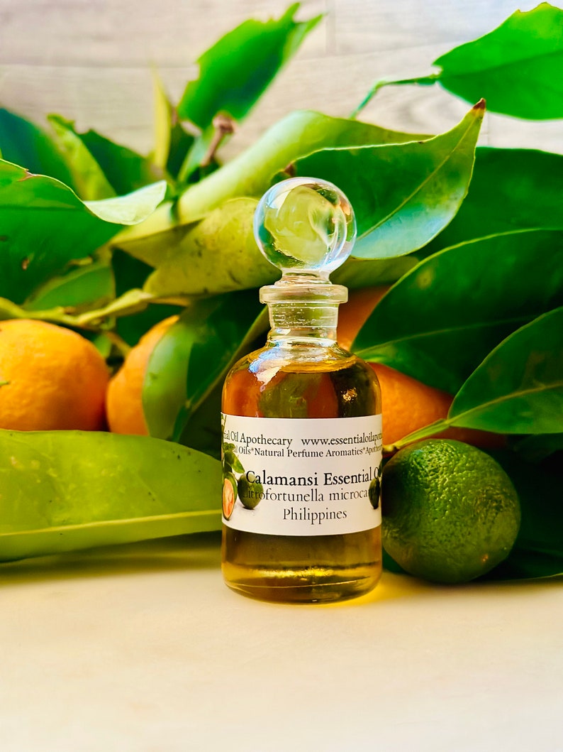 Op de afbeelding: Een kleine glazen fles Calamansi essenti&euml;le olie met een doorzichtige glazen stopper. De fles is omgeven door groene bladeren, sinaasappels en een groene limoen. Het etiket luidt "Calamansi Essential Oil, Citrus microcarpa, Philippines."