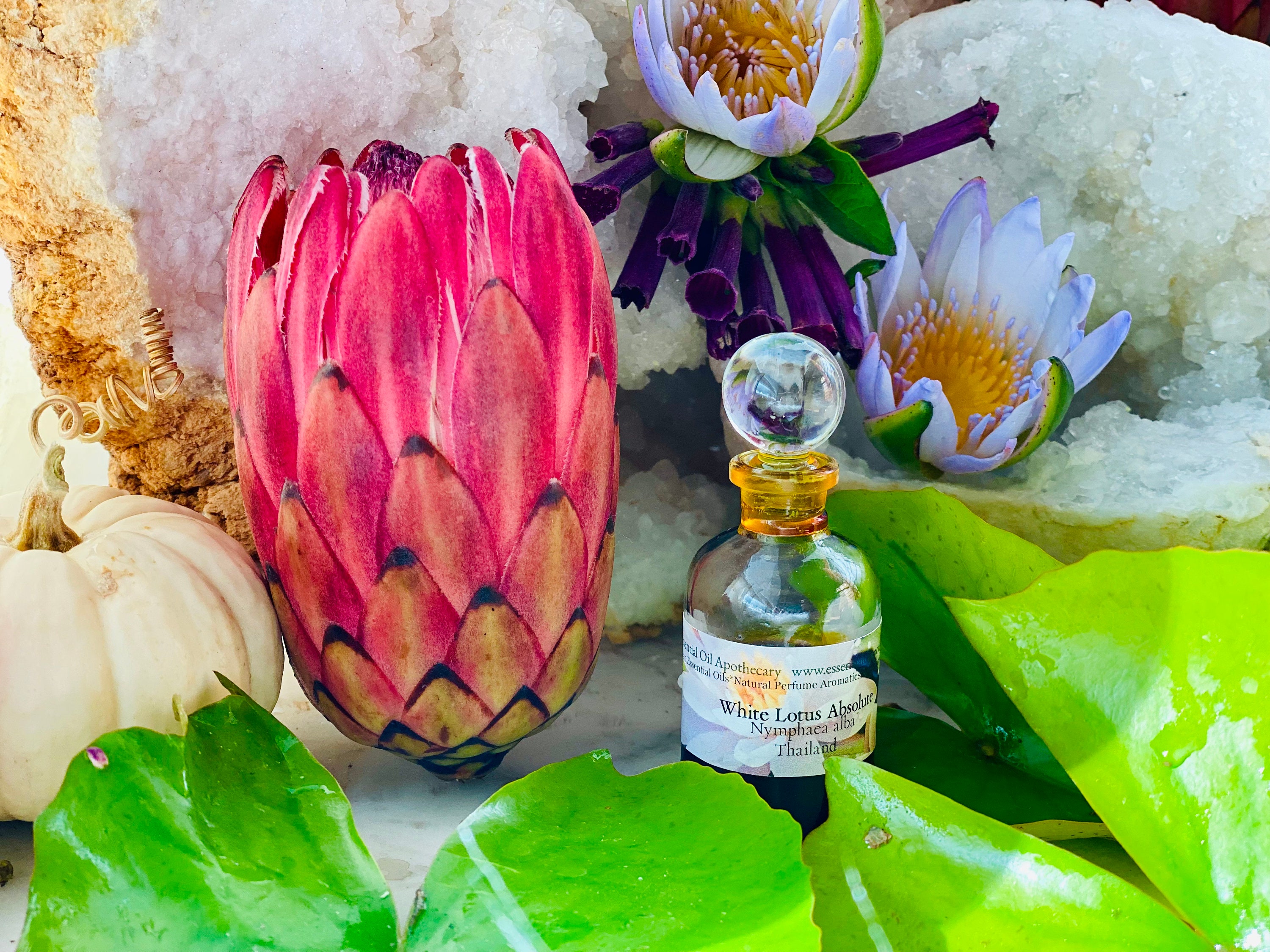 White Lotus Absolute Nymphaea Alba Thailand Direct From Small
