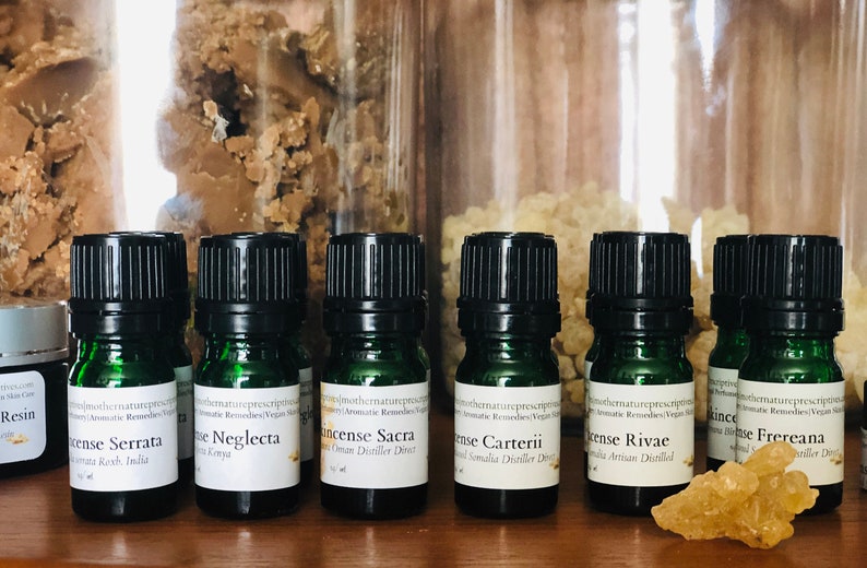 Frankincense Carterii Essential Oil Distiller Direct Boswellia carterii Immune Support Fresh Pine Burseraceae Incense Balsamic Spiritual 15 Milliliters