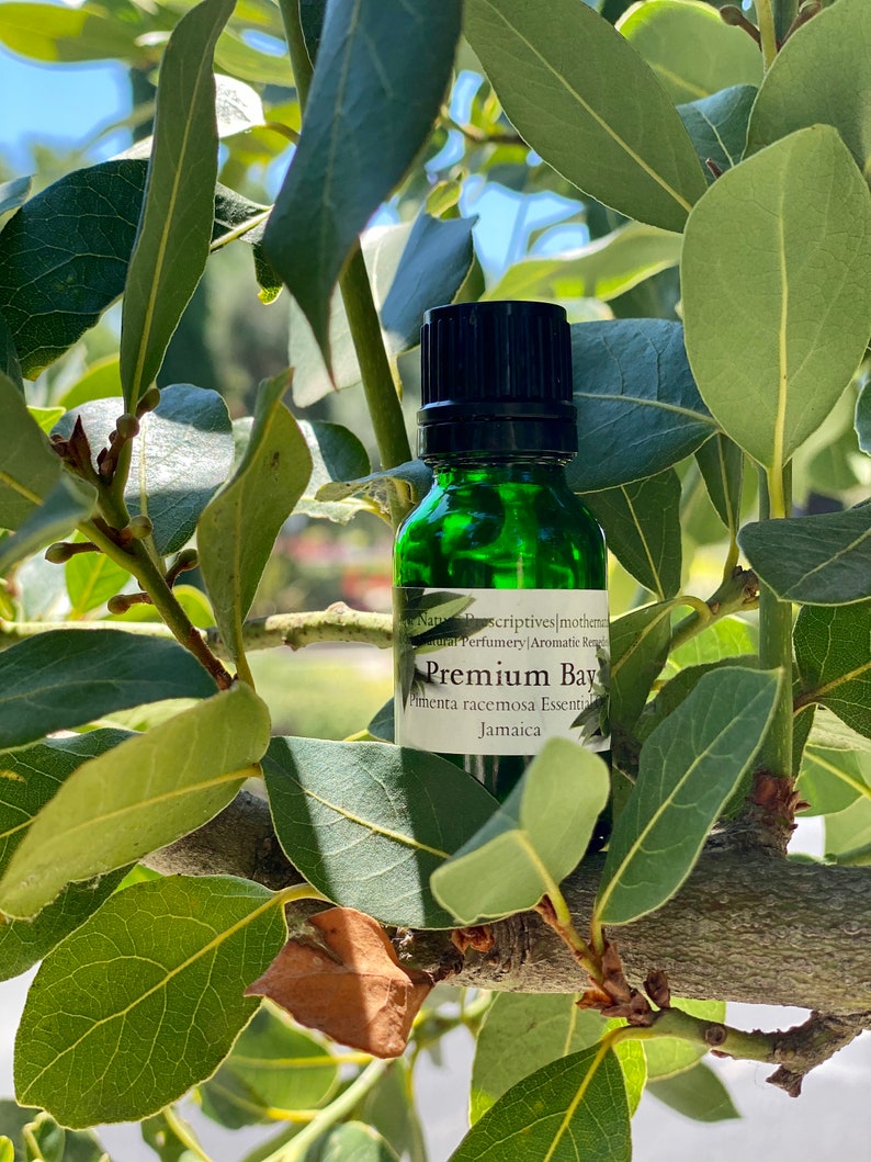 Jamaican Bay Essential Oil Bay Rum Pimenta Racemosa Jamaica Etsy