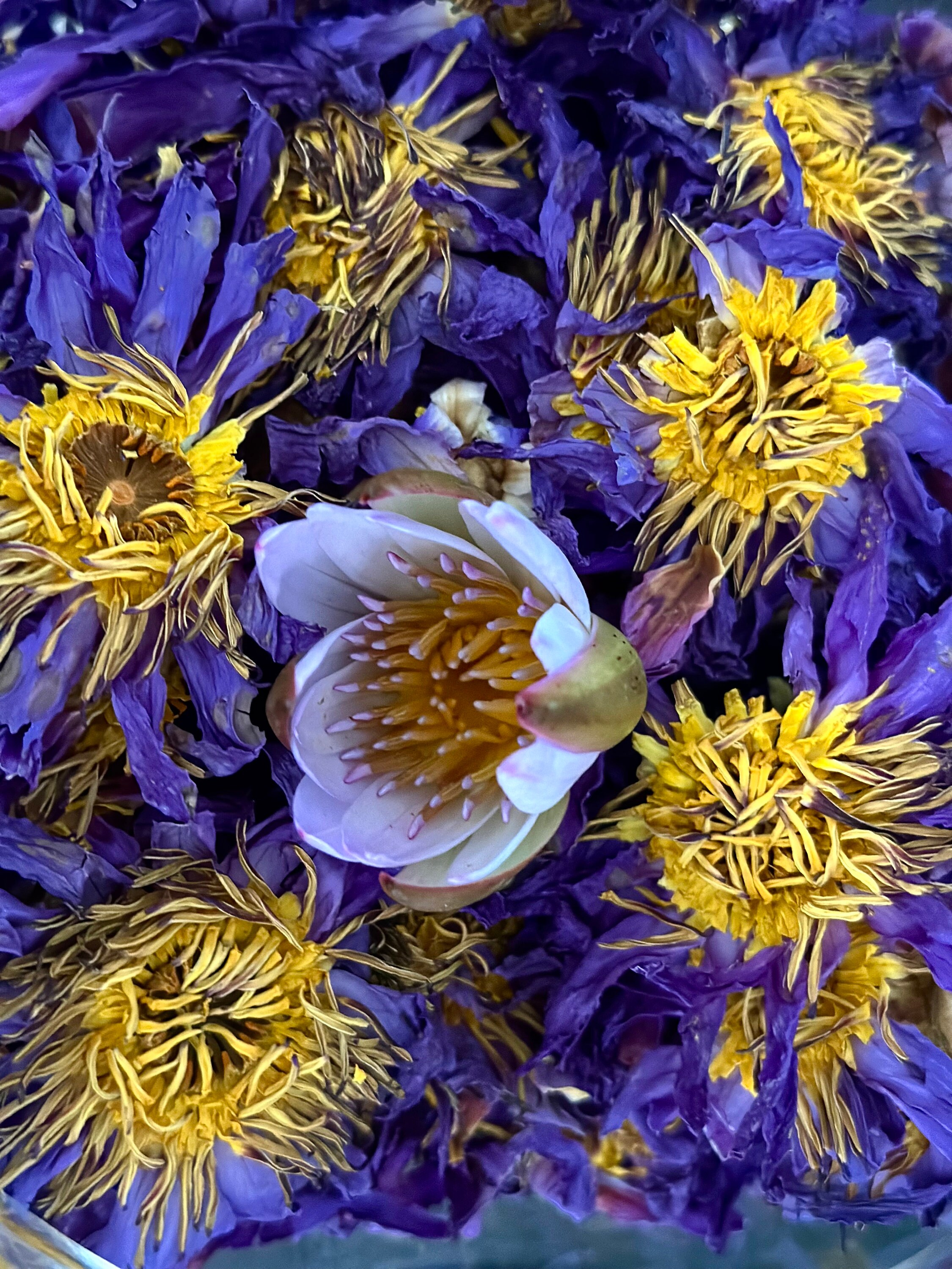 ブルーロータスの花を丸ごと乾燥させたオーガニックブルーロータス