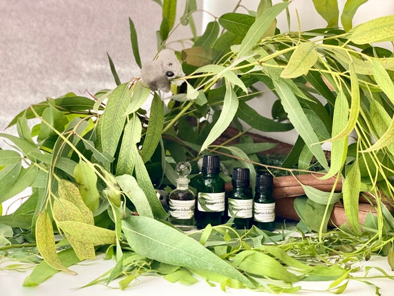 Eucalyptus Essential Oil - 100% Pure Eucalyptus Oil for Diffuser,  Humidifier, Sinus, Cold, and Aromatherapy - Natural Eucalyptus Oil for  Skin, Hair
