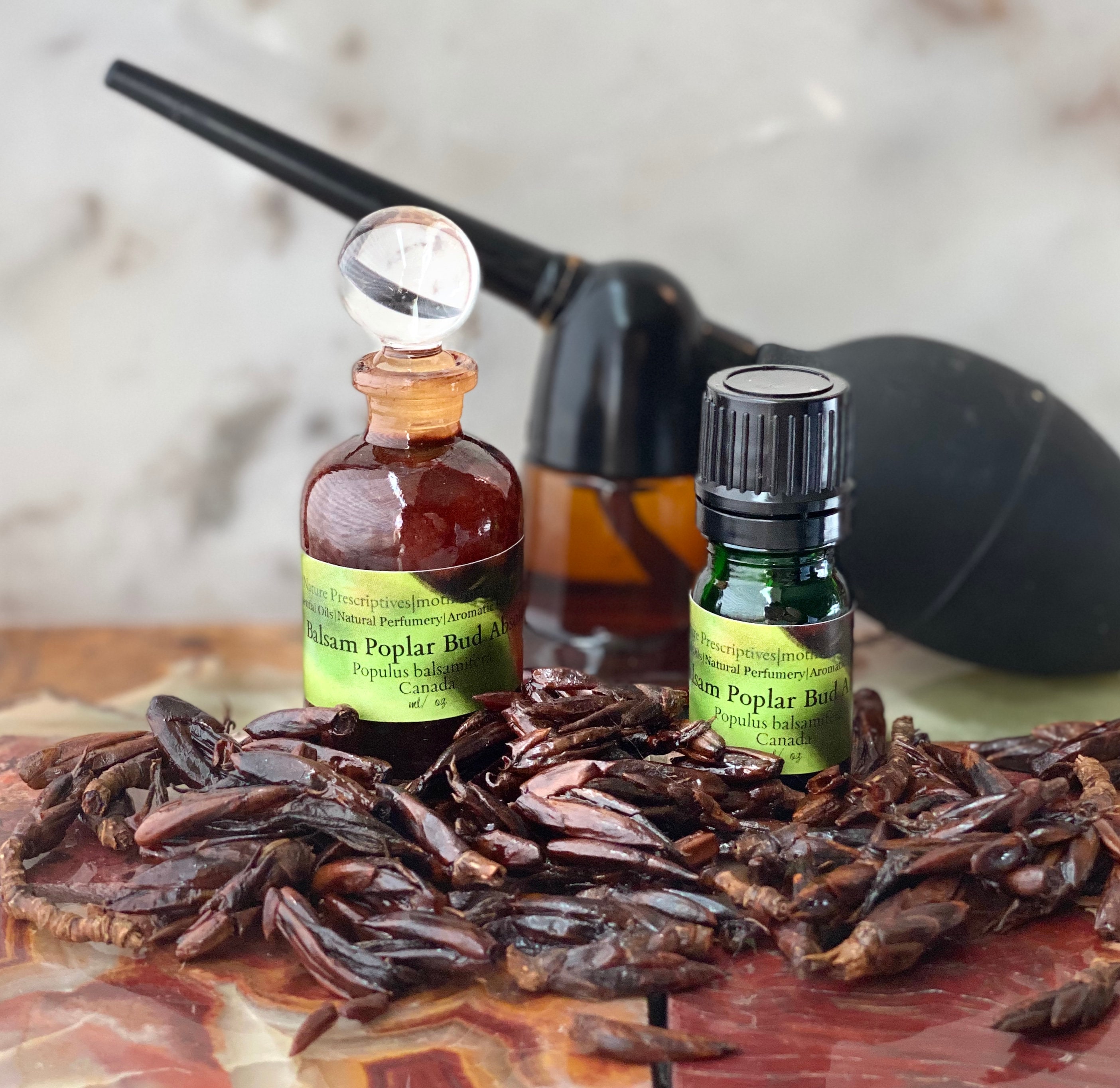 Balsam poplar - Etsy 日本