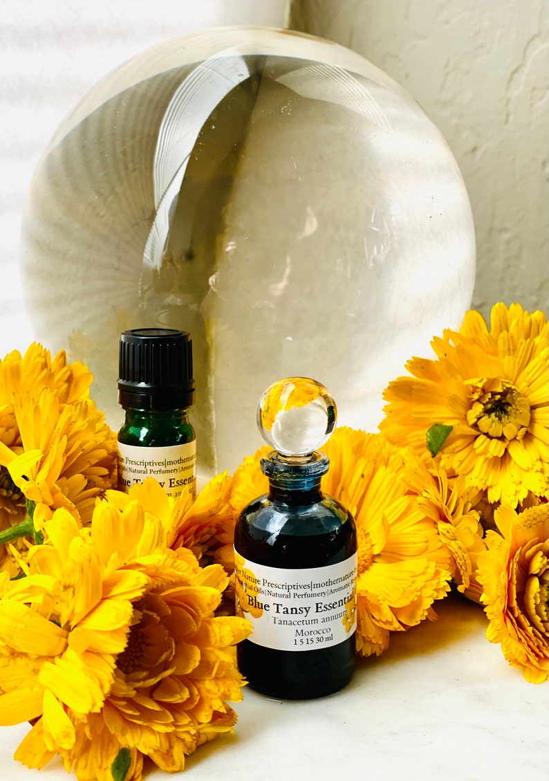 Blue Tansy Essential Oil Tanacetum Annuum Morocco Blue Tansy Khellala ...