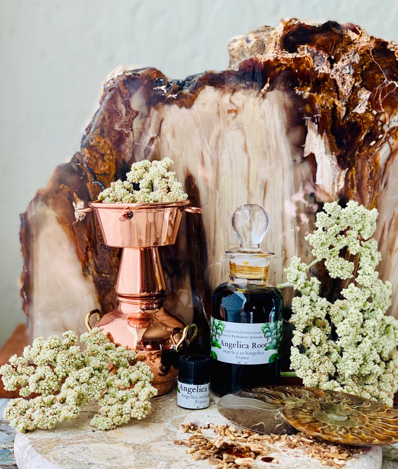 May include: A copper still and glass bottles of Angelica Root essential oil are displayed with dried flowers and a petrified wood backdrop. One bottle has a label that reads "Angelica Root Angelica archangelica France".