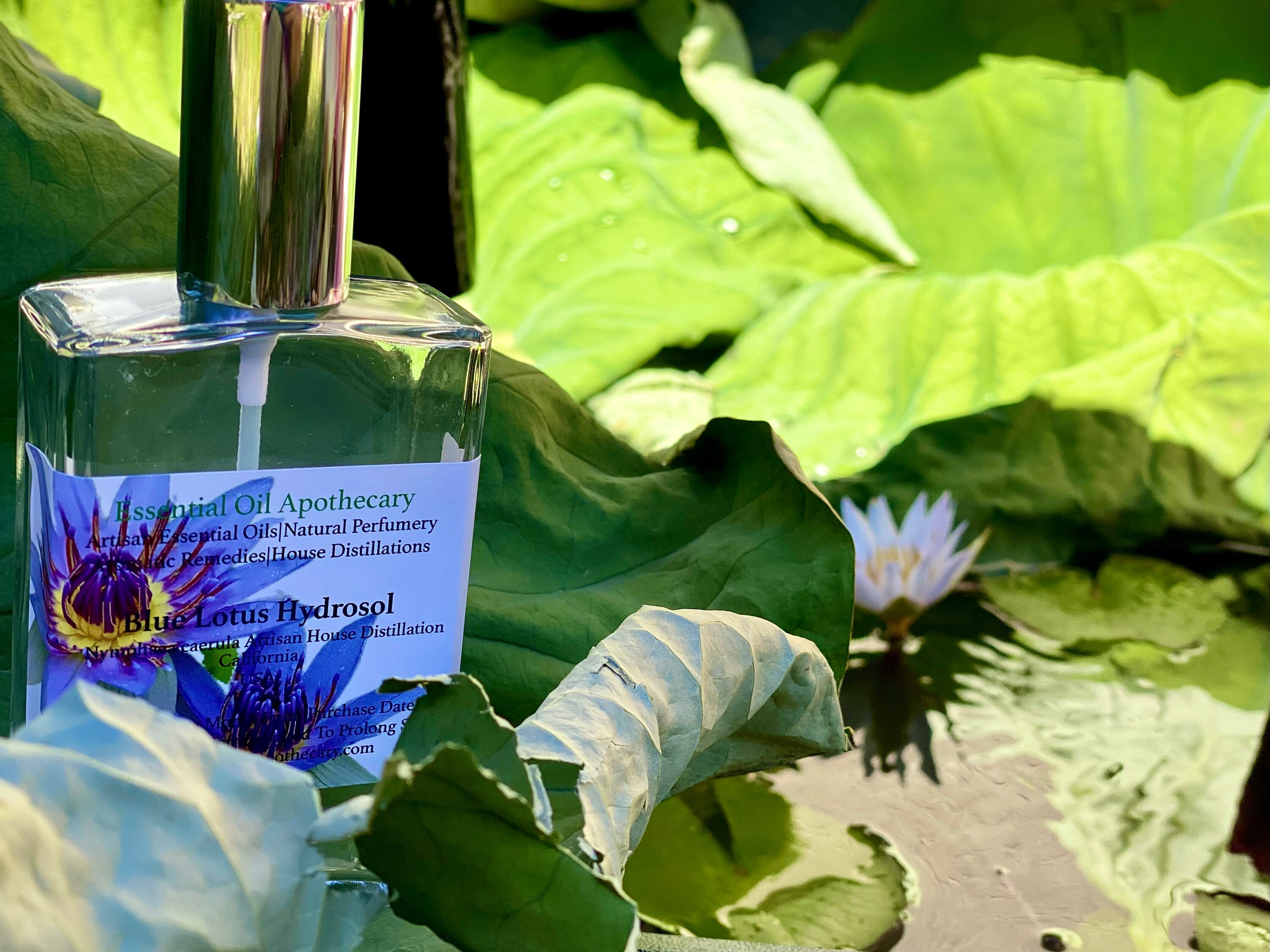 Blue Lotus Hydrosol Rare Distilled in California Artisan Produced Handmade Blue  Water Lily Nymphaea Caerulea Egyptian Lotus Sacred Blue Lily 