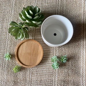 May include: A white ceramic planter with a drainage hole, a wooden coaster, and several small green succulent plants.