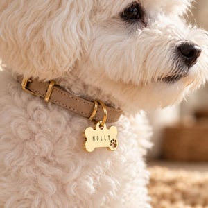 Puede incluir: Un collar para perro de color beige con herrajes de metal dorado y una placa de identificación de metal dorado con forma de hueso. La placa está grabada con el nombre MOLLY y presenta un pequeño icono de huella en el lado derecho.