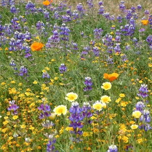 May include: A vibrant meadow filled with purple lupine flowers, bright orange California poppies, and small yellow wildflowers scattered throughout the green grass, creating a dense and colorful natural landscape of diverse floral blooms.