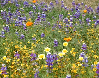 May include: A vibrant meadow filled with purple lupine flowers, bright orange California poppies, and small yellow wildflowers scattered throughout the green grass, creating a dense and colorful natural landscape of diverse floral blooms.