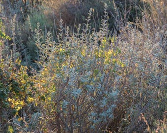 May include: A cluster of wild sagebrush plants featuring slender, silvery-green leaves and thin, woody stems. The foliage is illuminated by warm, golden sunlight, creating a contrast between the bright highlights and the shadowed areas of the shrub.
