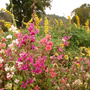 May include: A vibrant meadow filled with a dense collection of wildflowers, featuring tall spikes of bright yellow lupines rising above a foreground of deep pink, magenta, and white blossoms, all set against a backdrop of green foliage and trees.