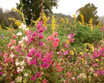 May include: A vibrant meadow filled with a dense collection of wildflowers, featuring tall spikes of bright yellow lupines rising above a foreground of deep pink, magenta, and white blossoms, all set against a backdrop of green foliage and trees.