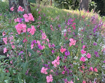 May include: A vibrant garden bed filled with clusters of pink and purple flowers on slender green stems. The plants feature small, delicate petals and elongated leaves, creating a dense, colorful display of blooming flora in a natural outdoor setting.