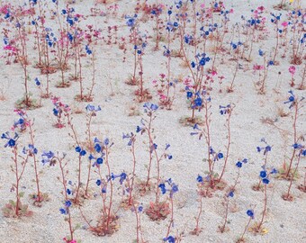 May include: A field of small, delicate wildflowers with vibrant blue and pink petals growing from thin, reddish-brown stems. The flowers are scattered across a light-colored, sandy ground, creating a sparse, natural pattern across the landscape.